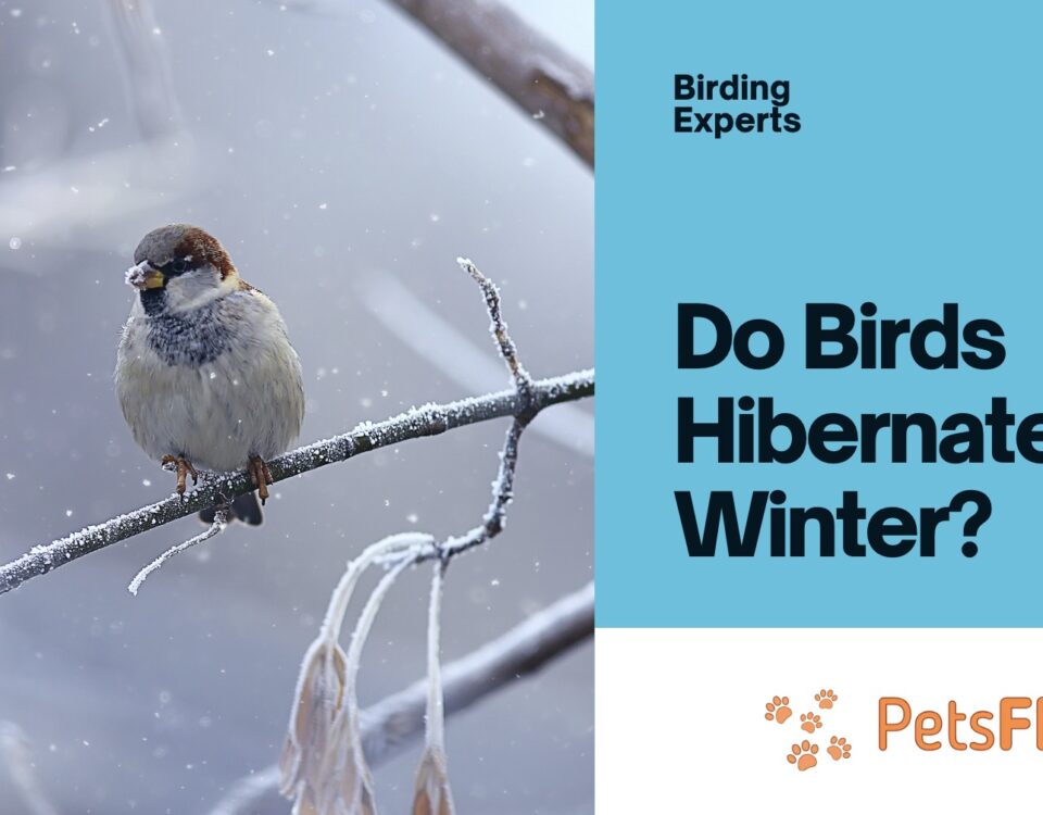 Do Birds Hibernate in Winter?